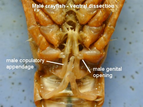 Crayfish Dissection